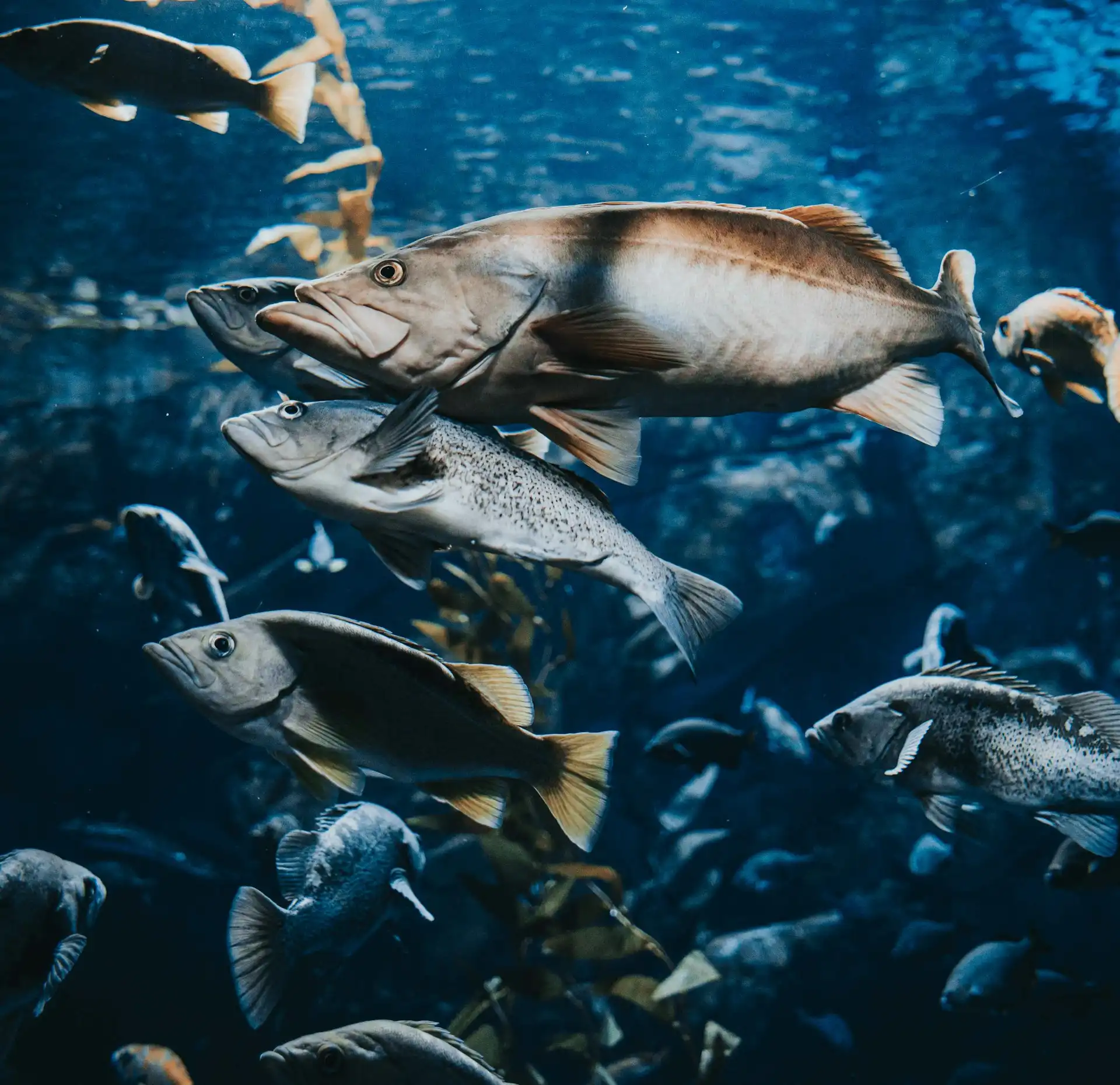 The image is taken underwater and shows various fish and seaweed.